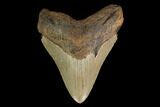 Serrated, Fossil Megalodon Tooth - North Carolina #147487-1